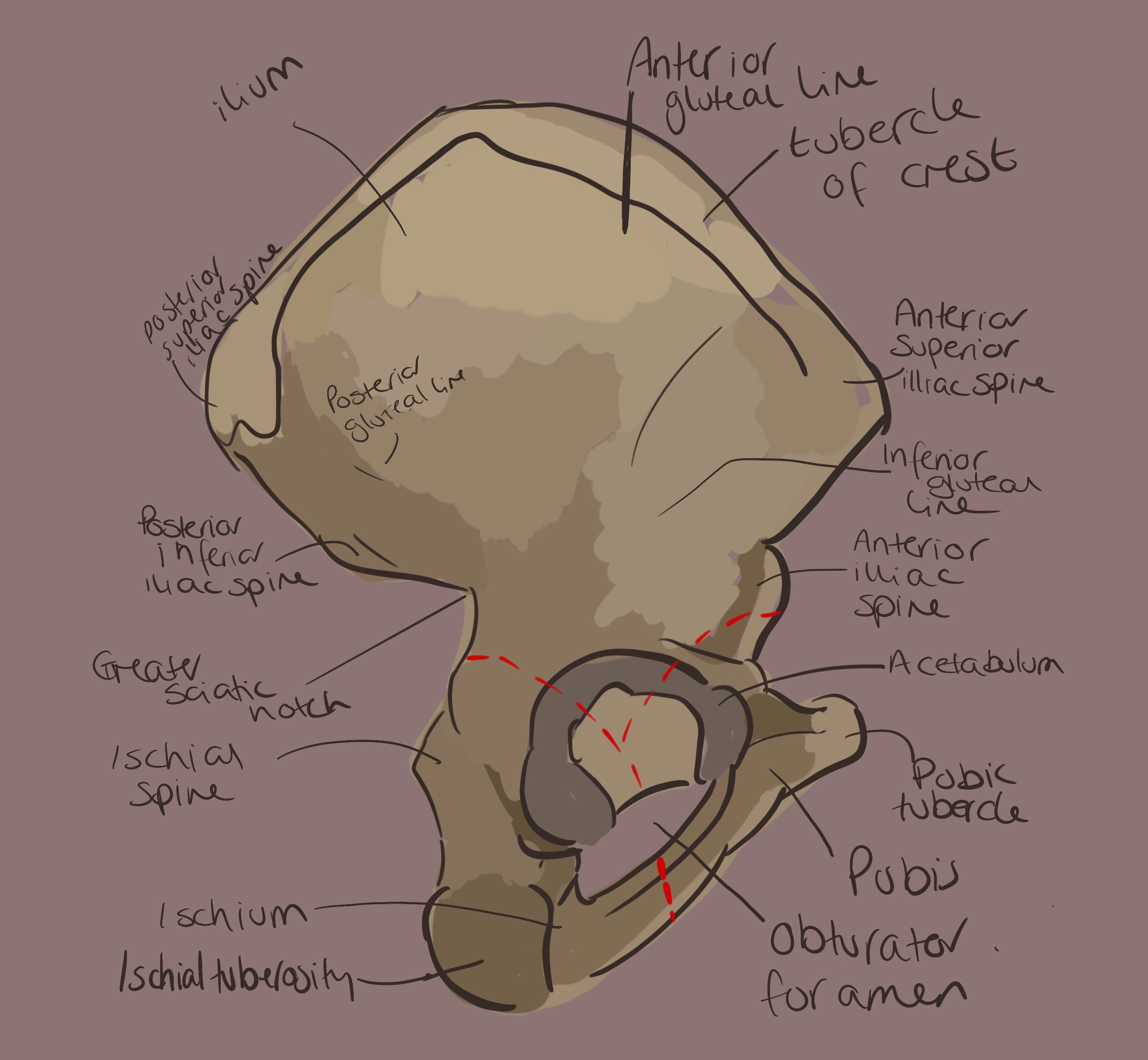 Student anatomy drawing