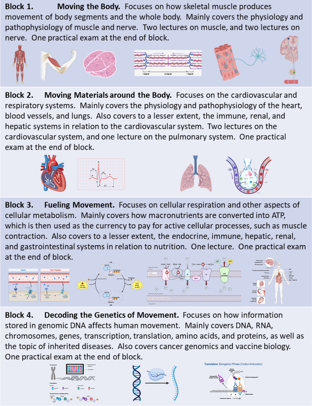 Summary of the four blocks covering the physiology and pathophysiology of human movement for Doctor of Physical Therapy students. Created in https://www.biorender.com/
